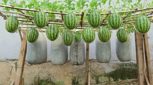 东北网红大瓜都有谁吃,揭秘那些被“瓜分”的明星与网红 第3张 东北网红大瓜都有谁吃,揭秘那些被“瓜分”的明星与网红 第3张